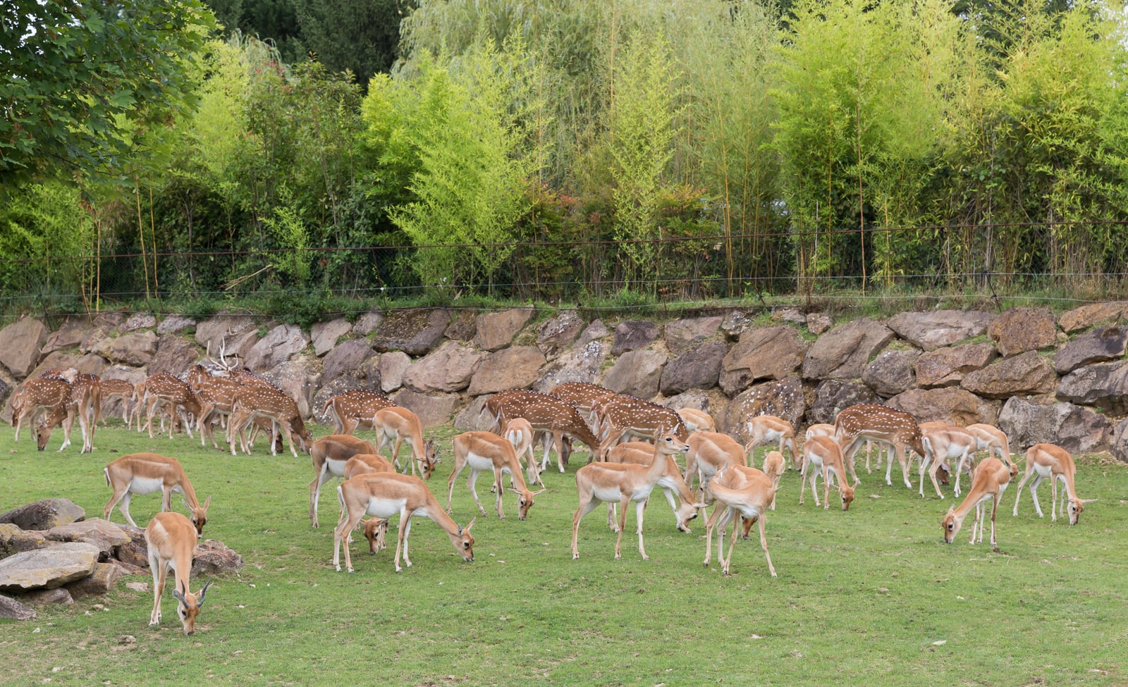 Axis deer and blackbucks in ZooParc de Beauval - 452