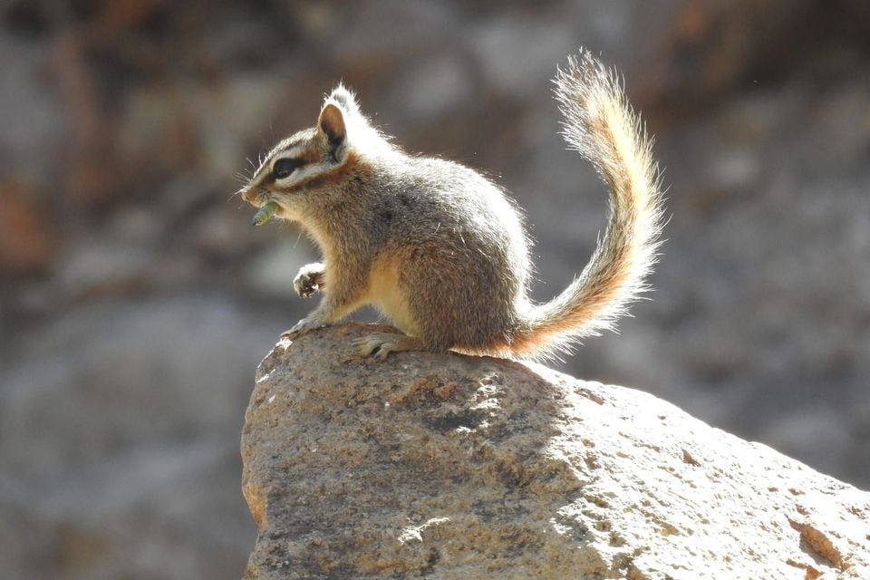Cliff Chipmunk (Neotamias dorsalis)