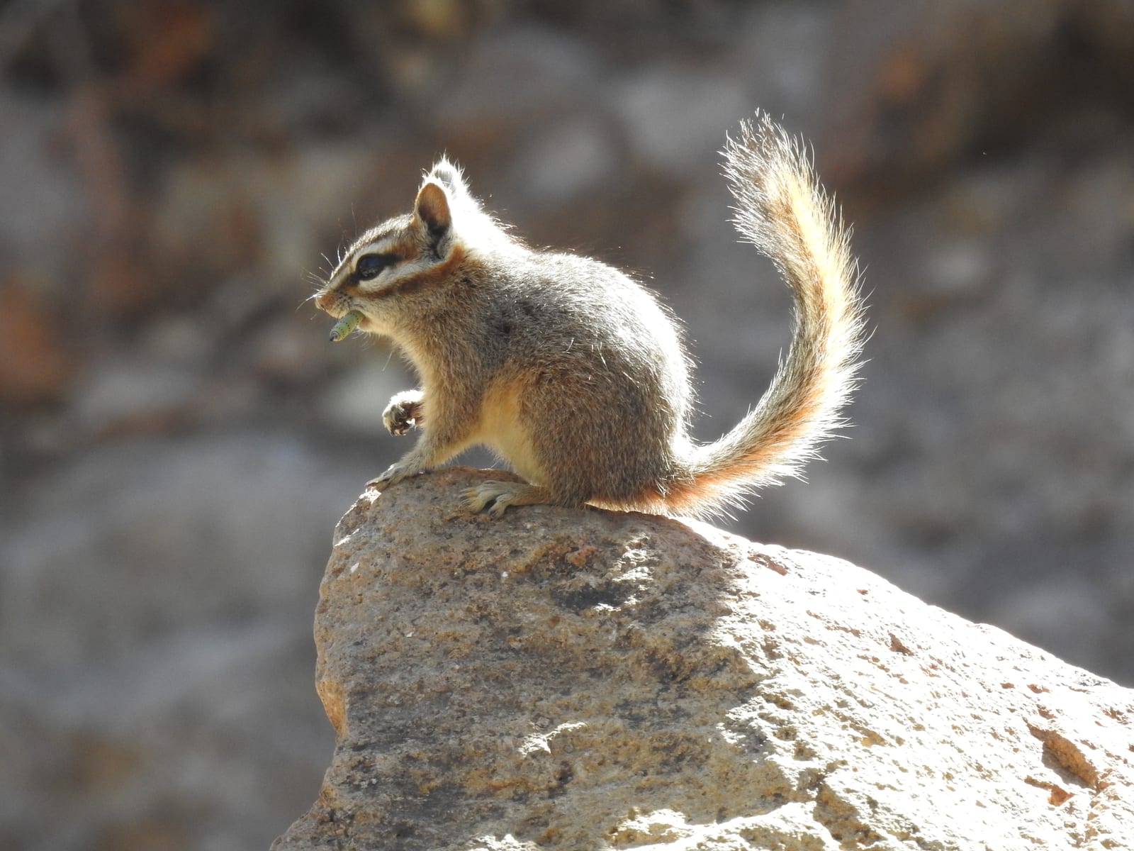 Cliff Chipmunk (Neotamias dorsalis)