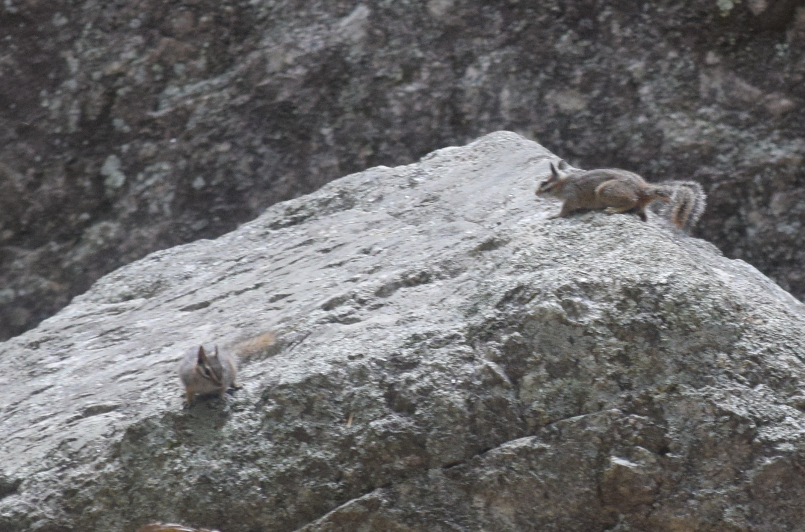 Cliff Chipmunk (Neotamias dorsalis)