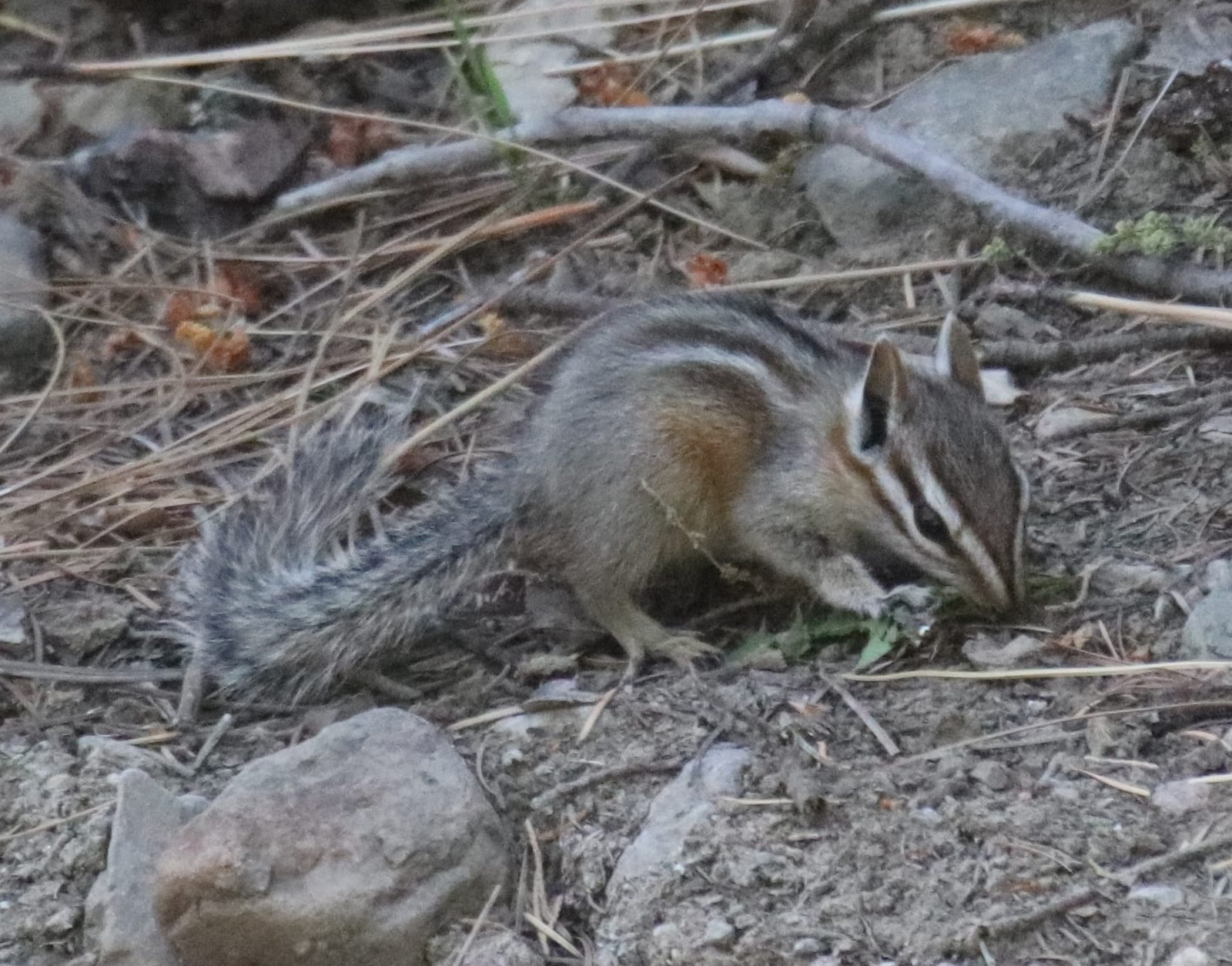 Cliff Chipmunk (Neotamias dorsalis)