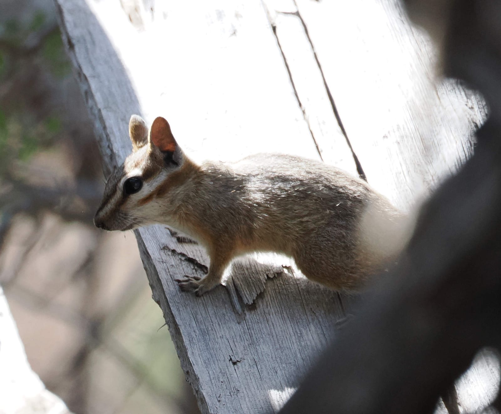 Cliff Chipmunk (Neotamias dorsalis)