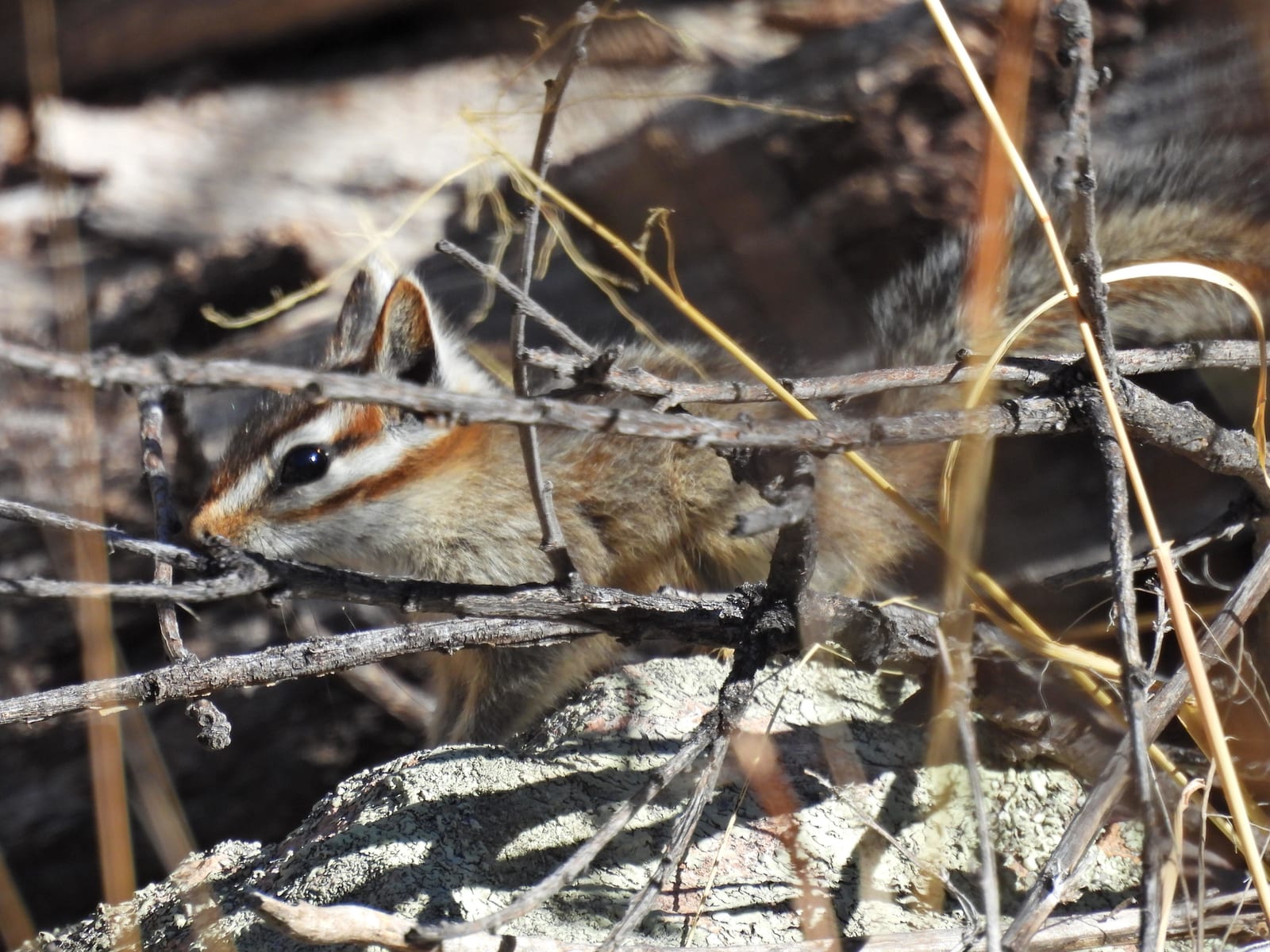 Cliff Chipmunk (Neotamias dorsalis)