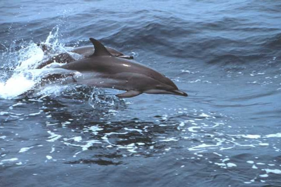 Clymene dolphins leaping clear of the water