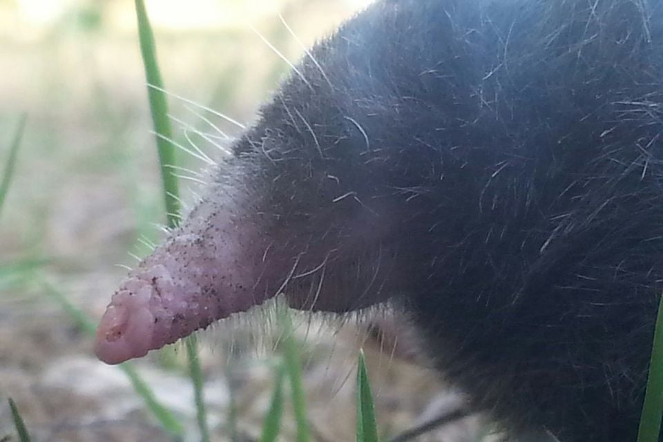 Coast Mole (Scapanus orarius)