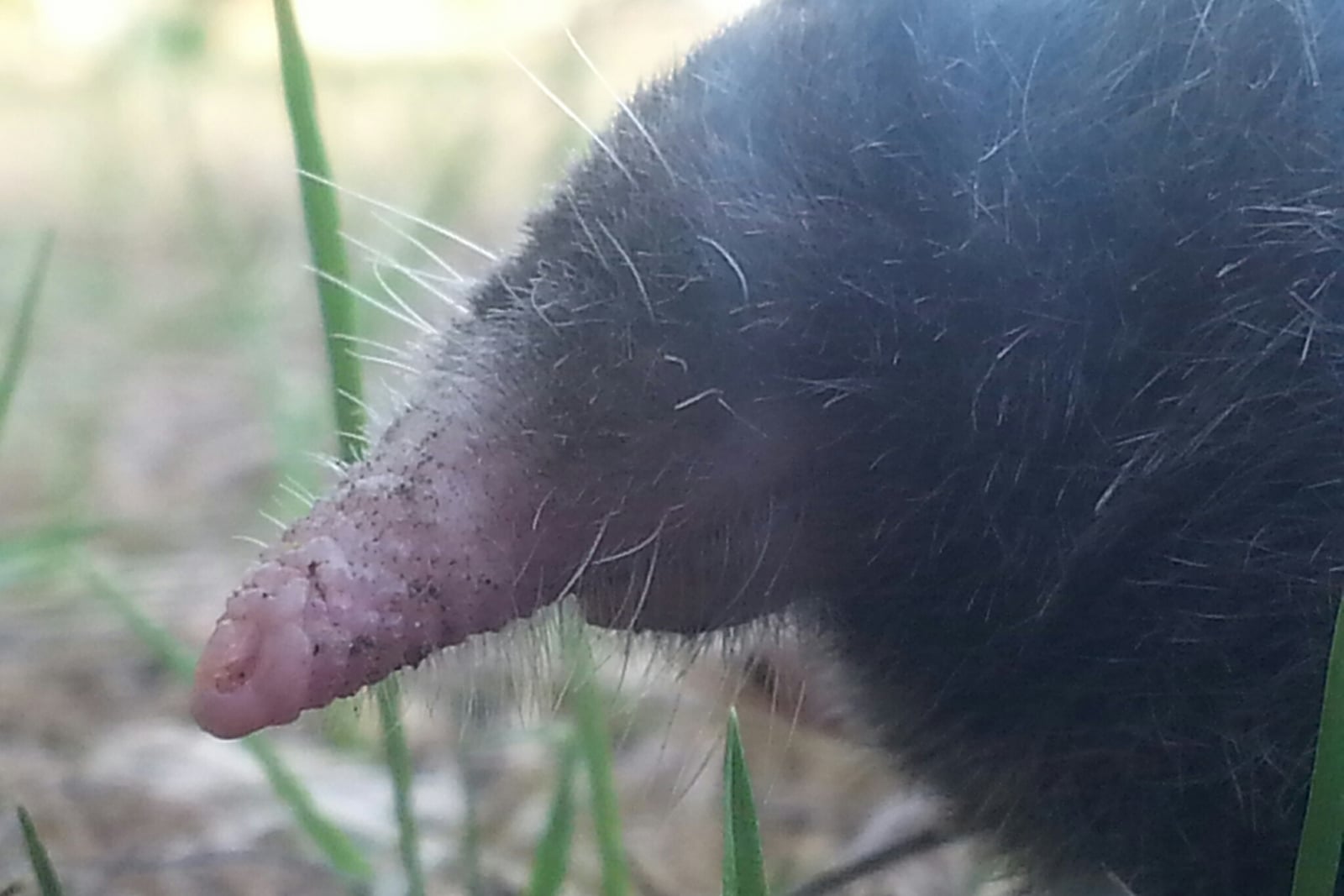 Coast Mole (Scapanus orarius)