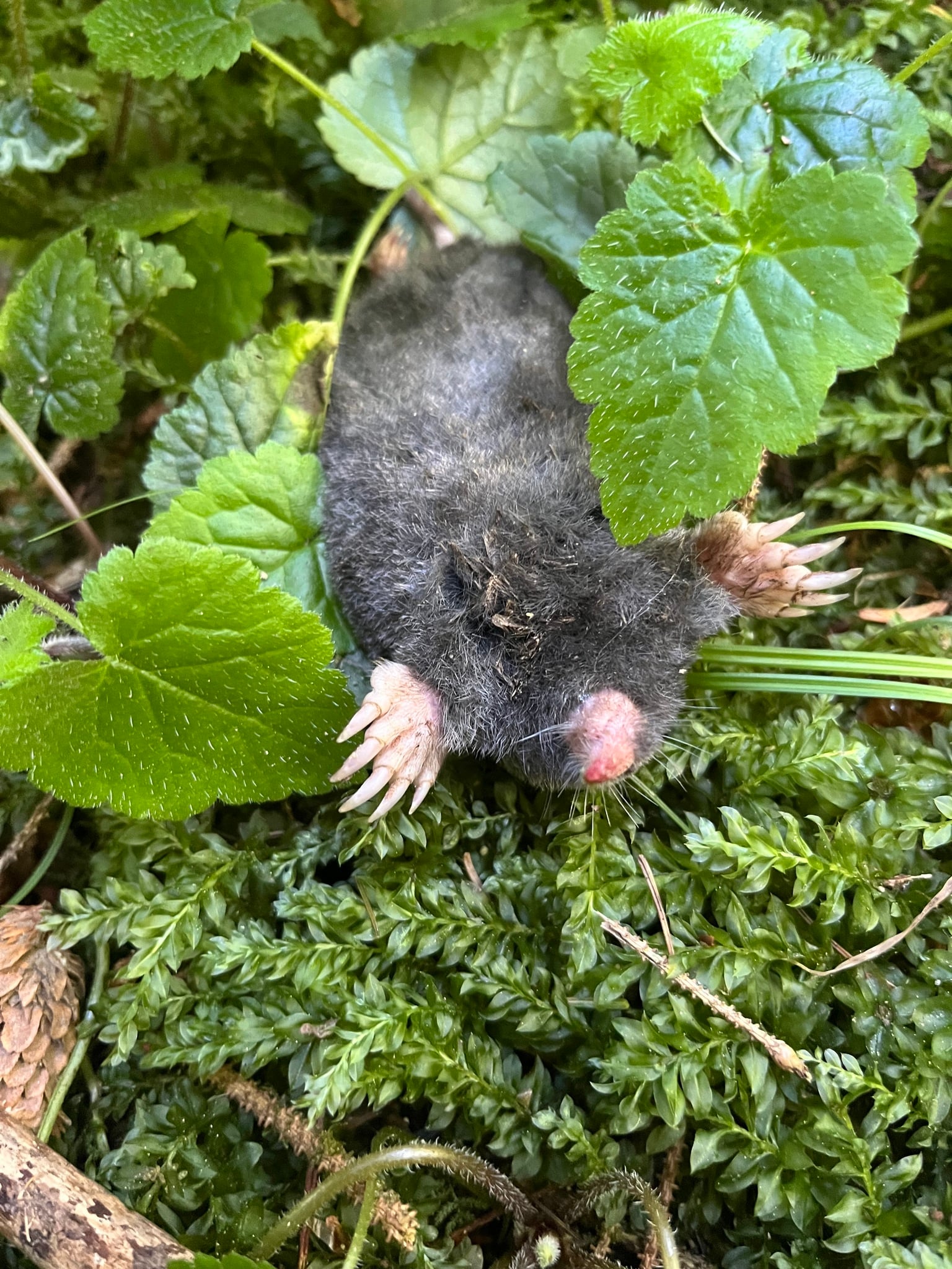 Coast Mole (Scapanus orarius)