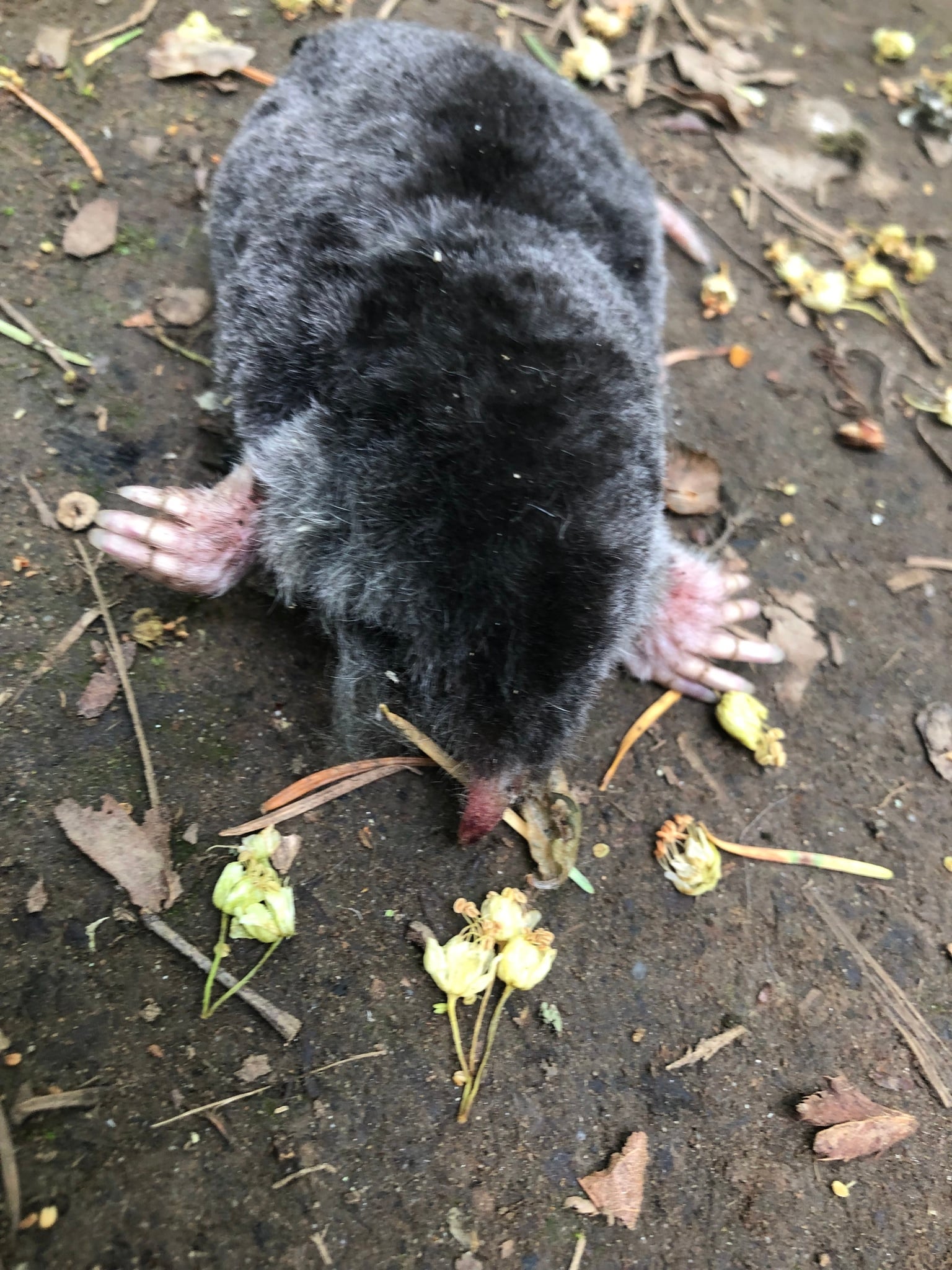 Coast mole on bare soil facing the camera, showing spade-like front paws and pink snout