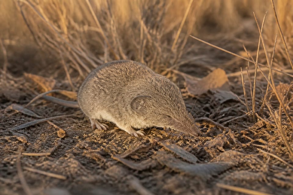 AI-generated image: Cockrum's Gray Shrew foraging among dry grass and leaf litter in Arizona desert grassland. No public-domain photograph of this species exists. This image was generated with AI from verified reference material and reviewed by our editorial team for accuracy.