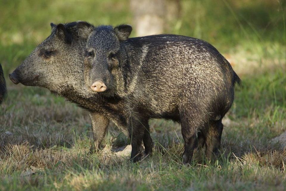Two collared peccaries standing together in warm evening light