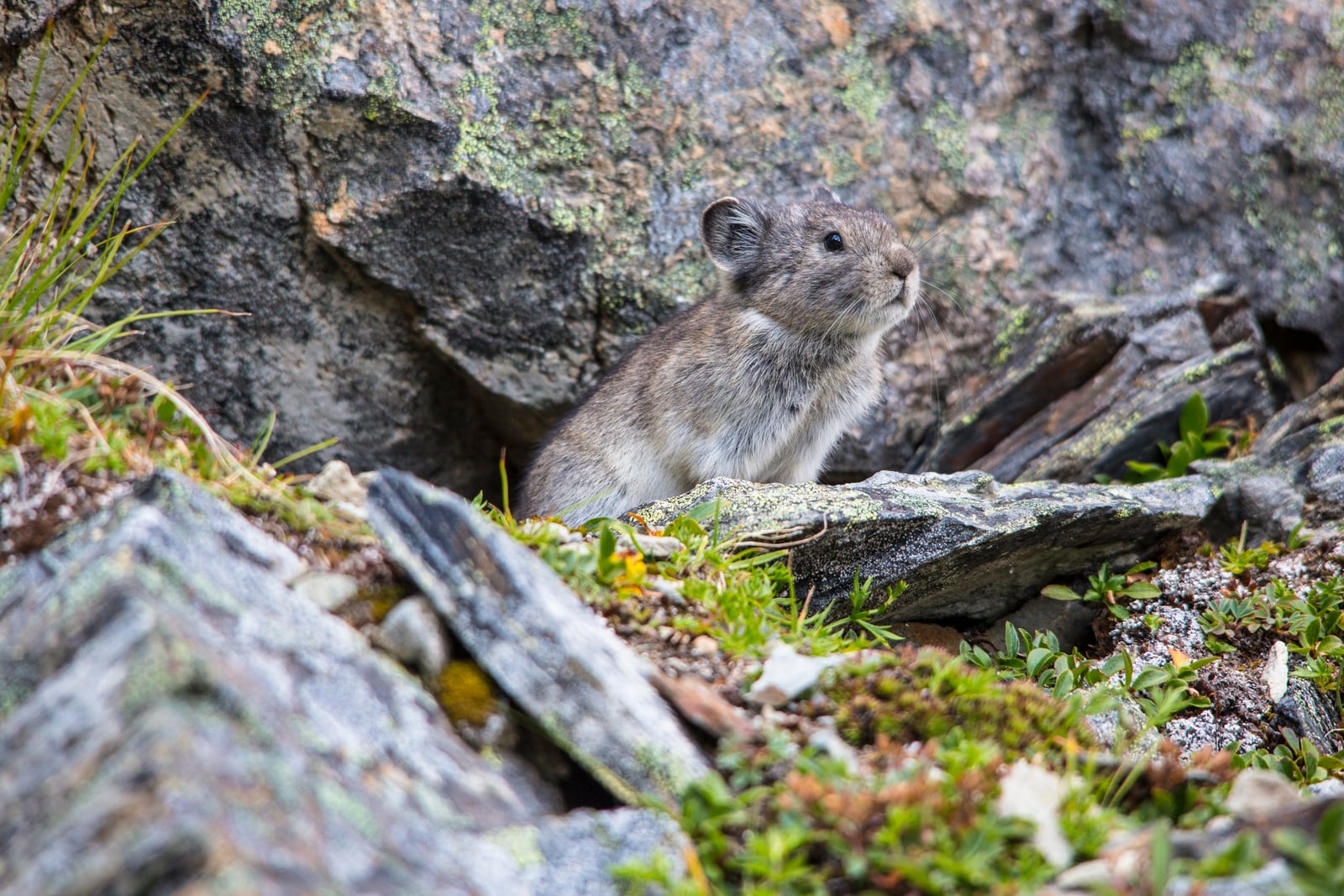 Collared Pika - Ochotona collaris (21485563165)