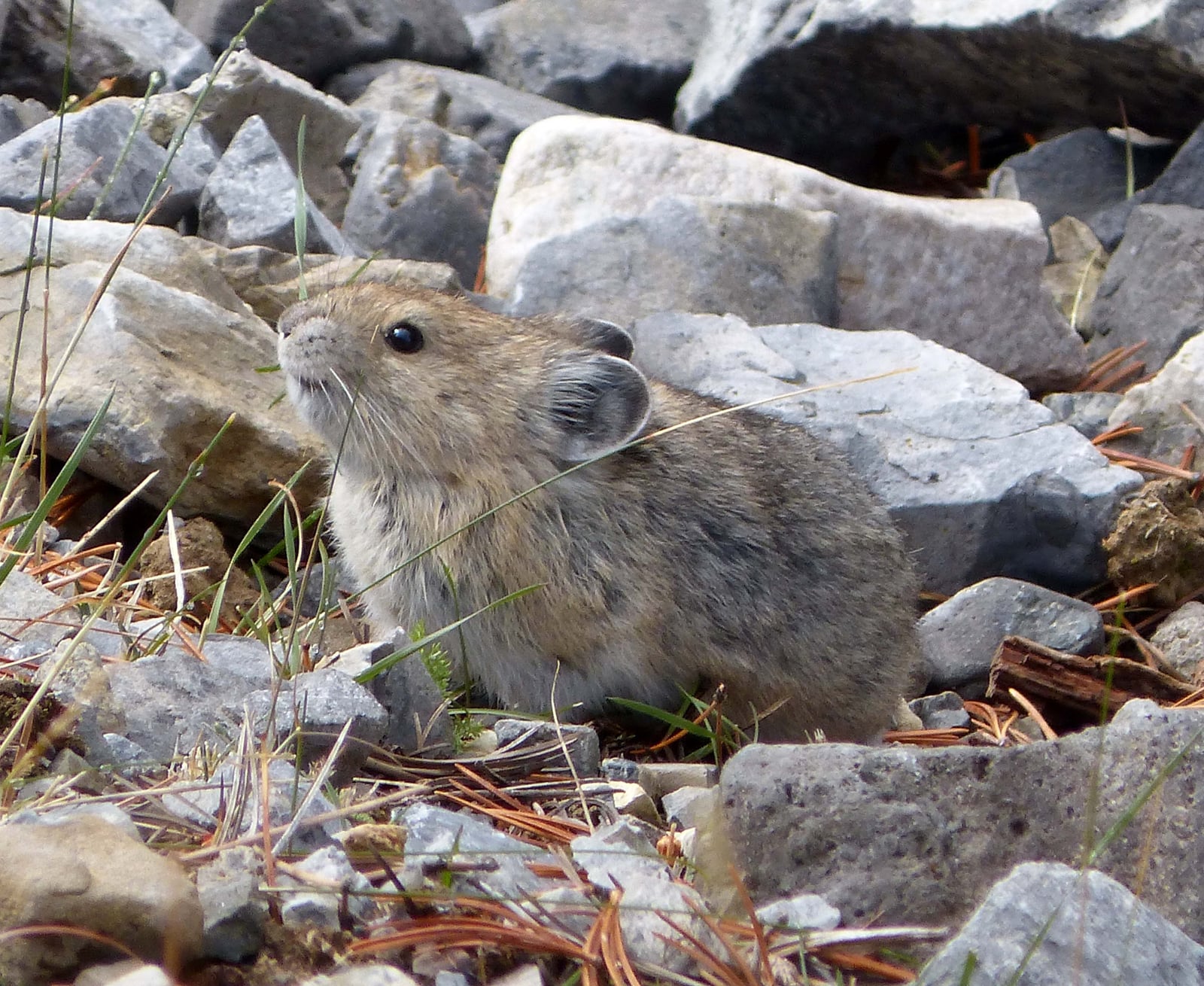 Collared Pika. Ochotona collaris - Flickr - gailhampshire