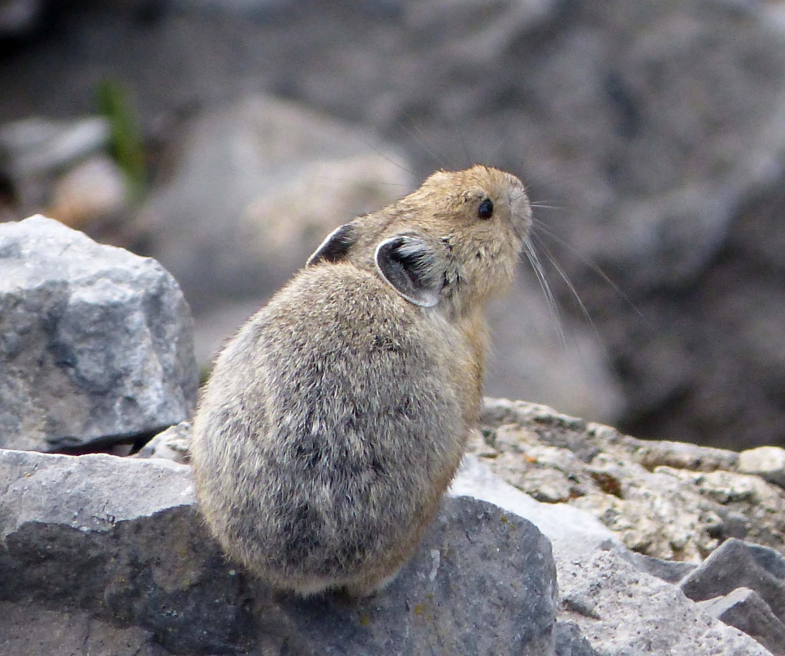Collared Pika. Ochotona collaris - Flickr - gailhampshire (1)