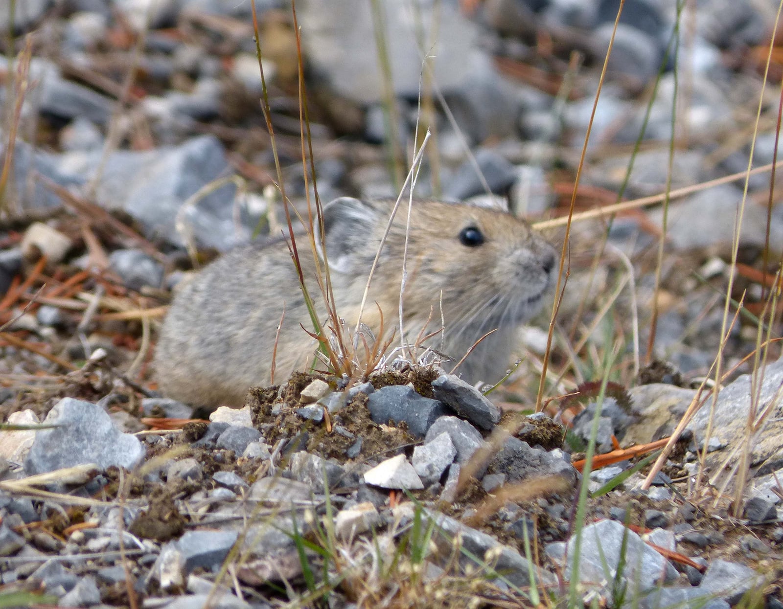 Collared Pika. Ochotona collaris - Flickr - gailhampshire (2)