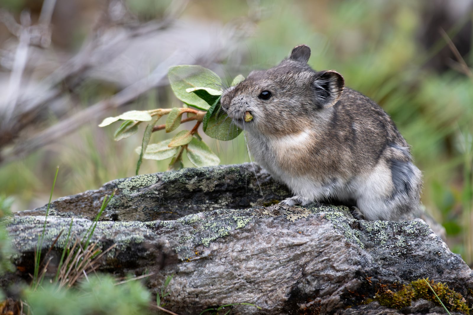 Collared Pika (Ochotona collaris)