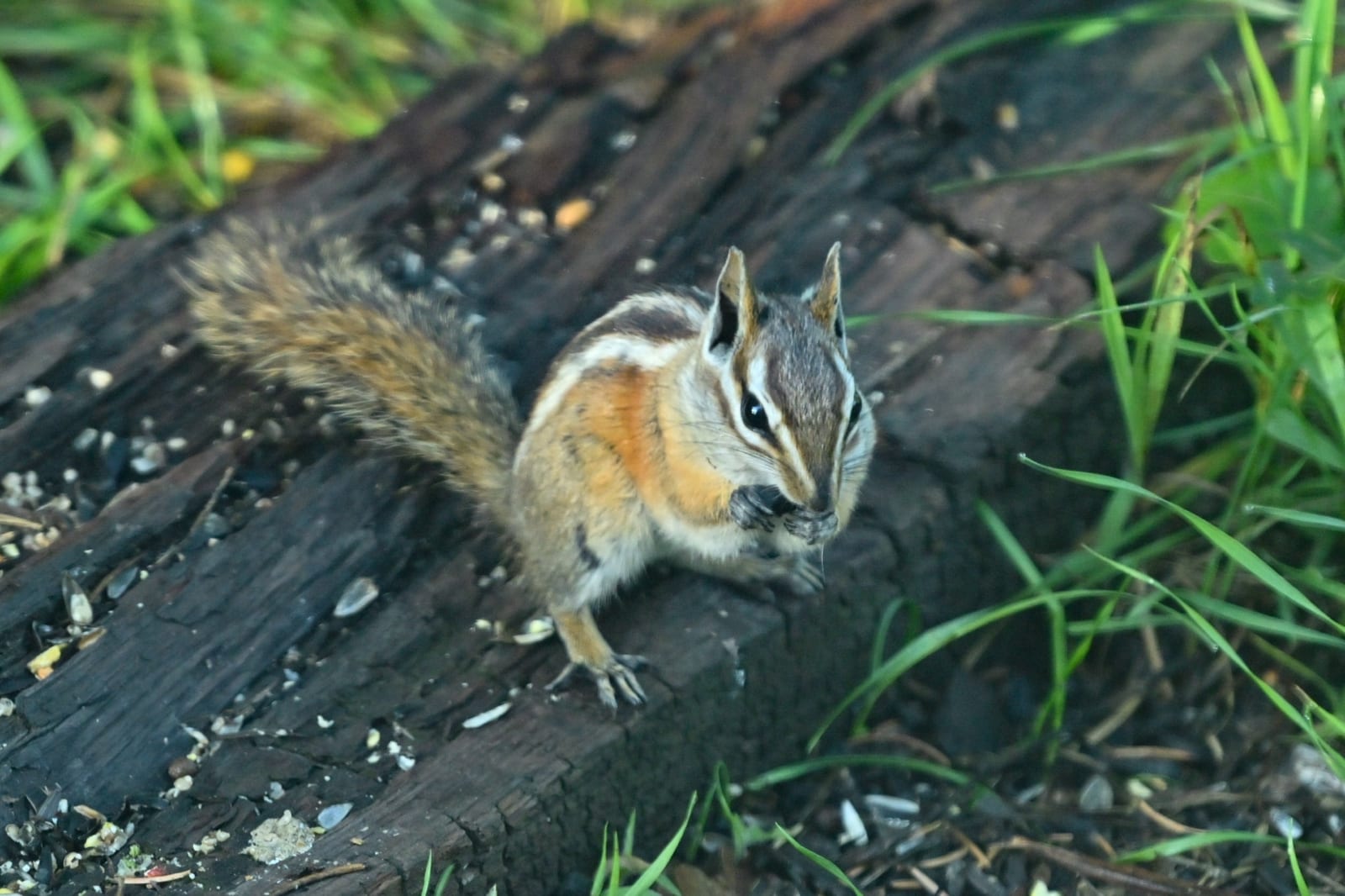 Colorado Chipmunk in natural habitat