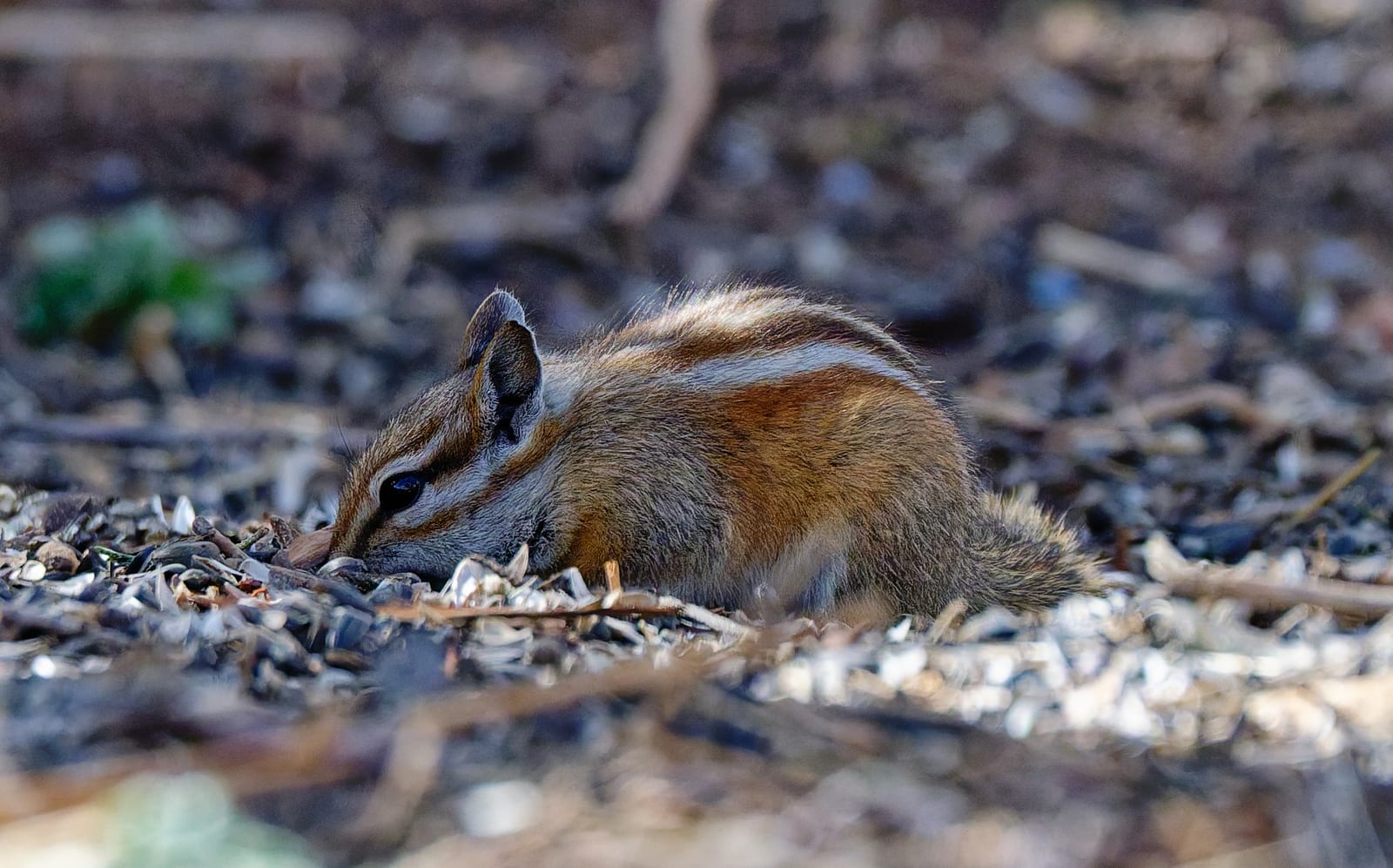 Colorado Chipmunk (Neotamias quadrivittatus)