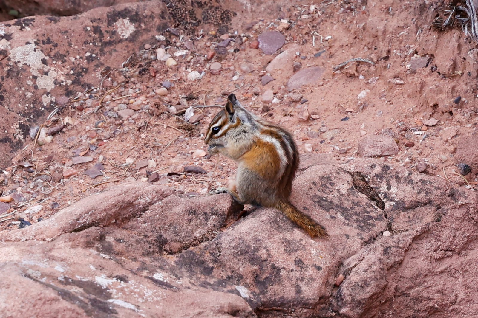 Colorado Chipmunk (Neotamias quadrivittatus)