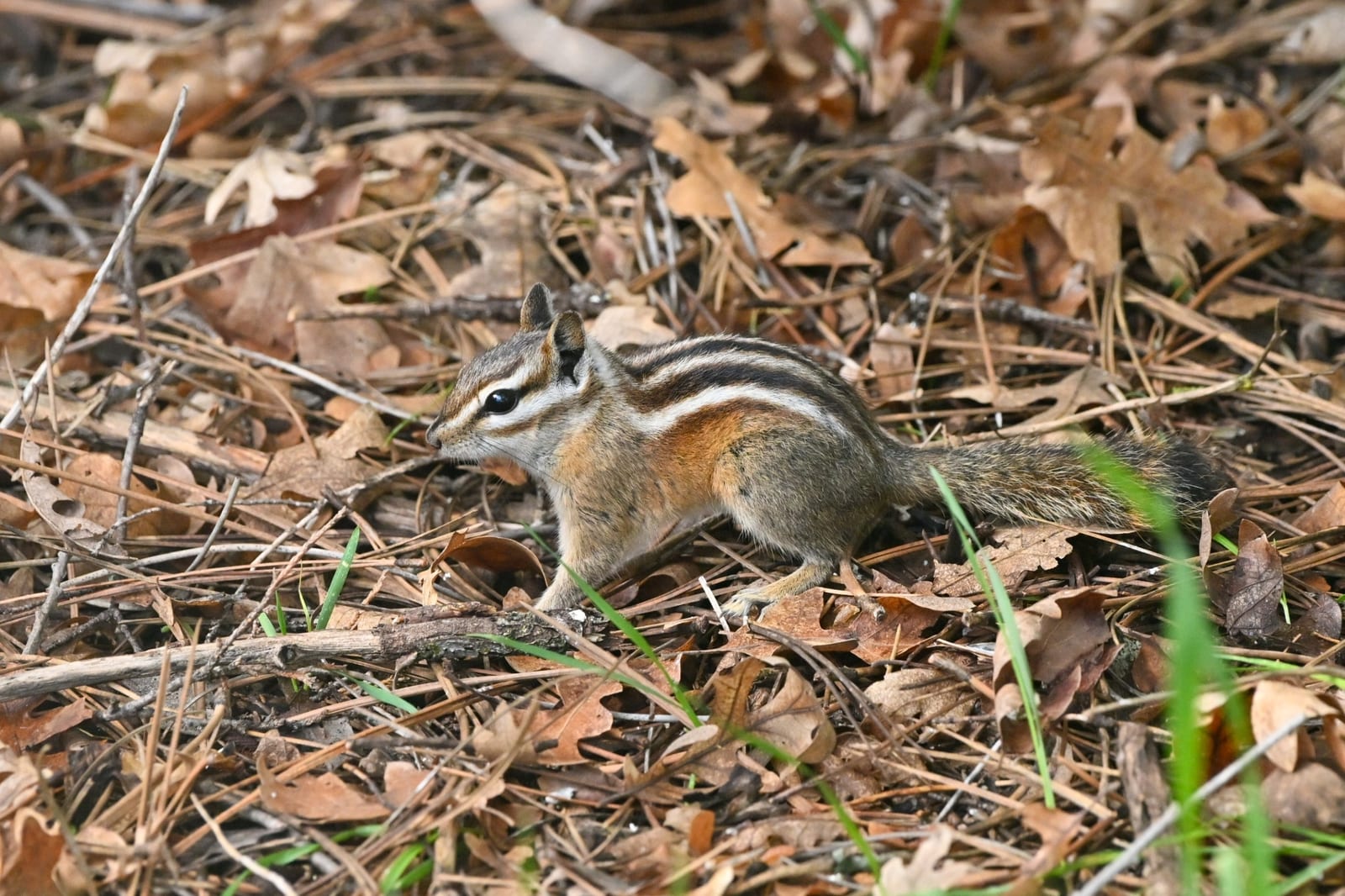 Colorado Chipmunk (Neotamias quadrivittatus)