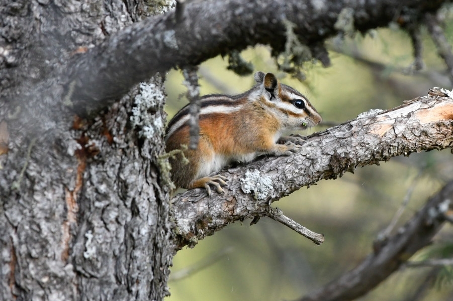 Colorado Chipmunk (Neotamias quadrivittatus)