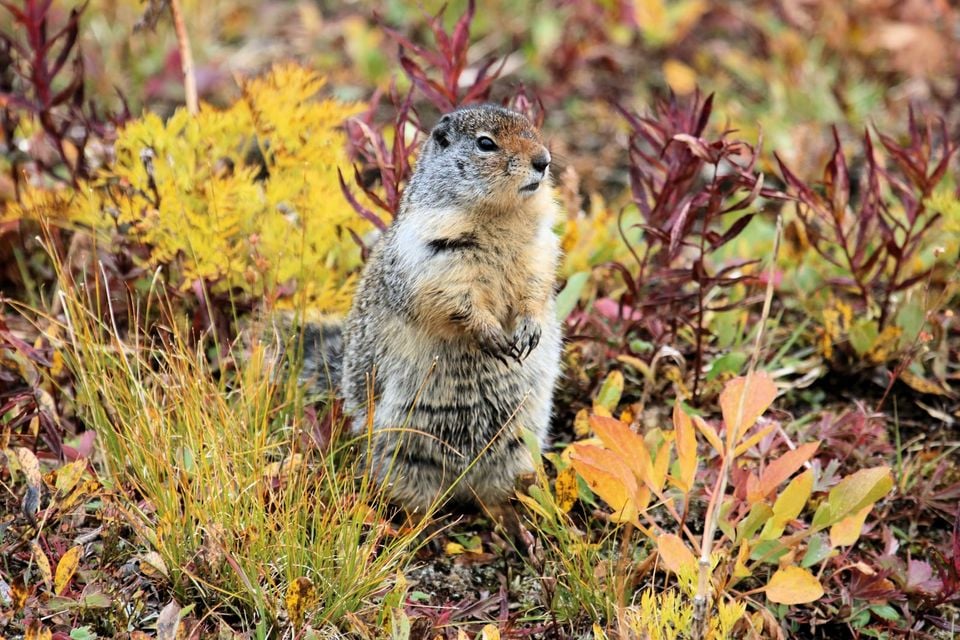 Columbian ground squirrel Urocitellus columbianus