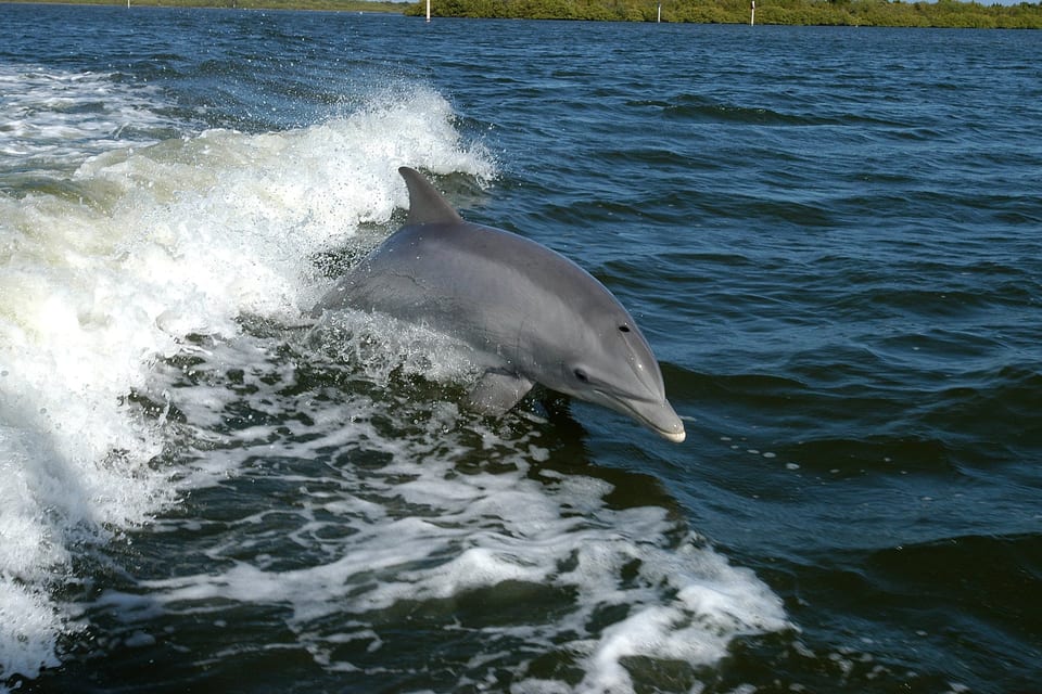 Common Bottlenose Dolphin (Tursiops truncatus)