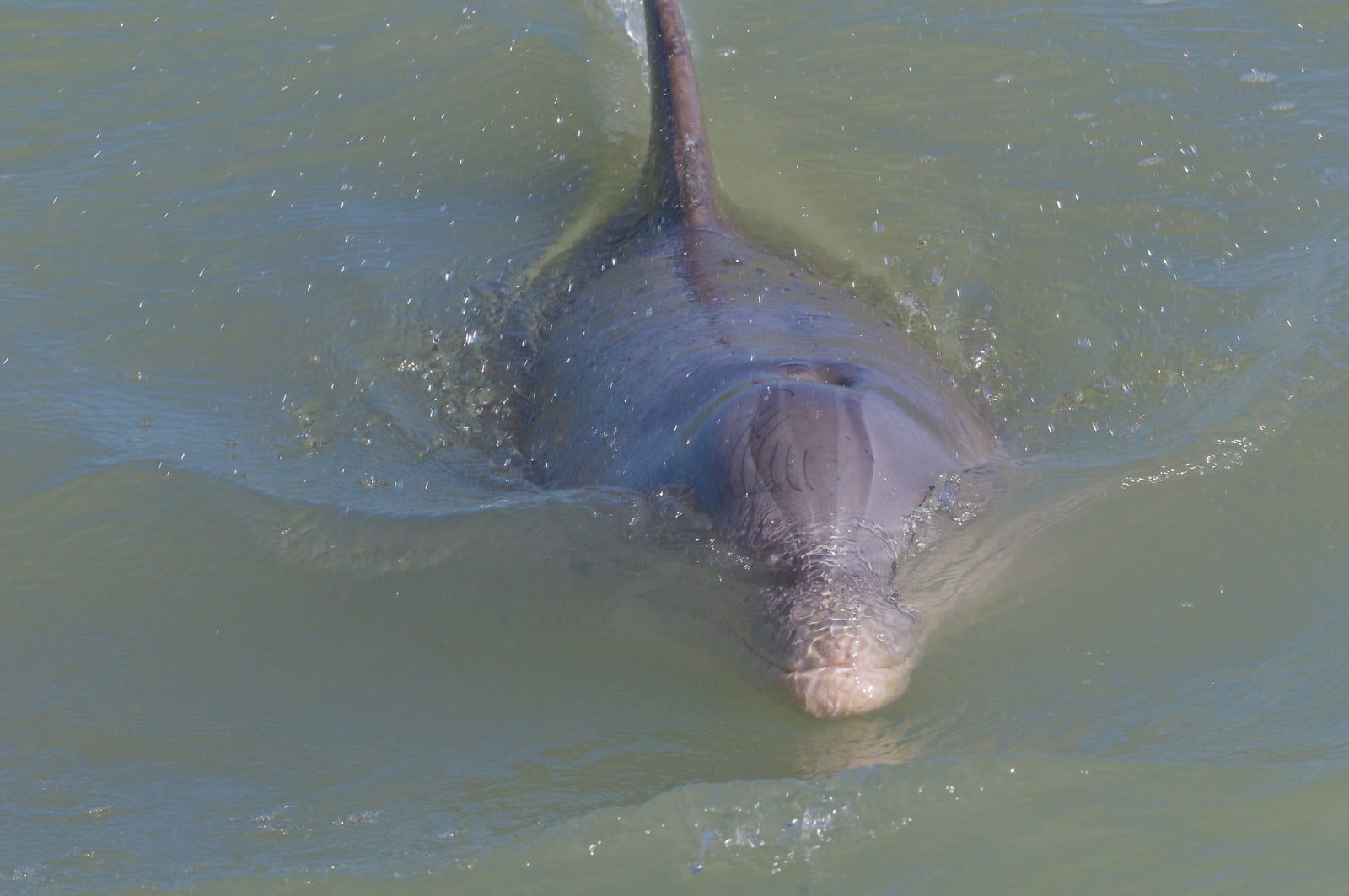Wild bottlenose dolphin surfacing head-on, beak and dorsal fin above the water