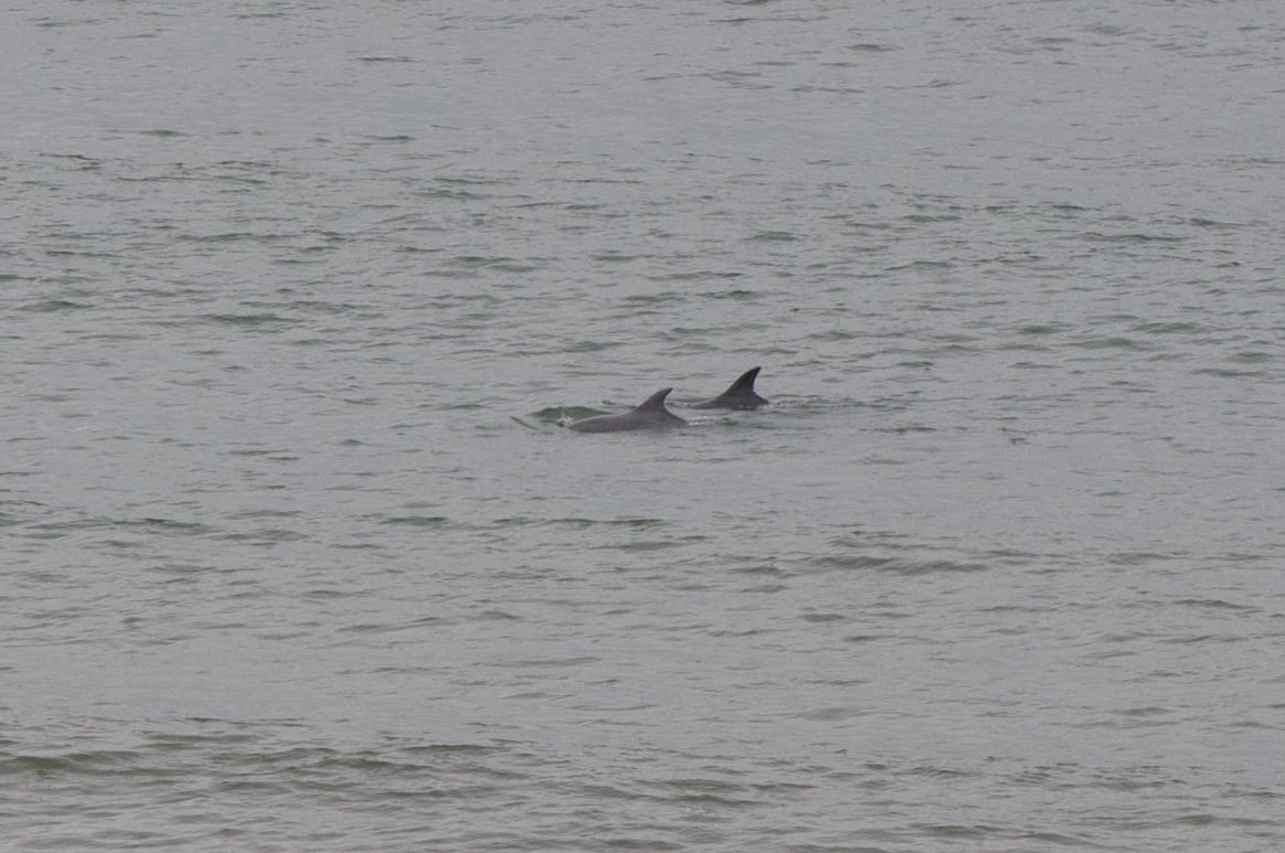 Common Bottlenose Dolphin (Tursiops truncatus)