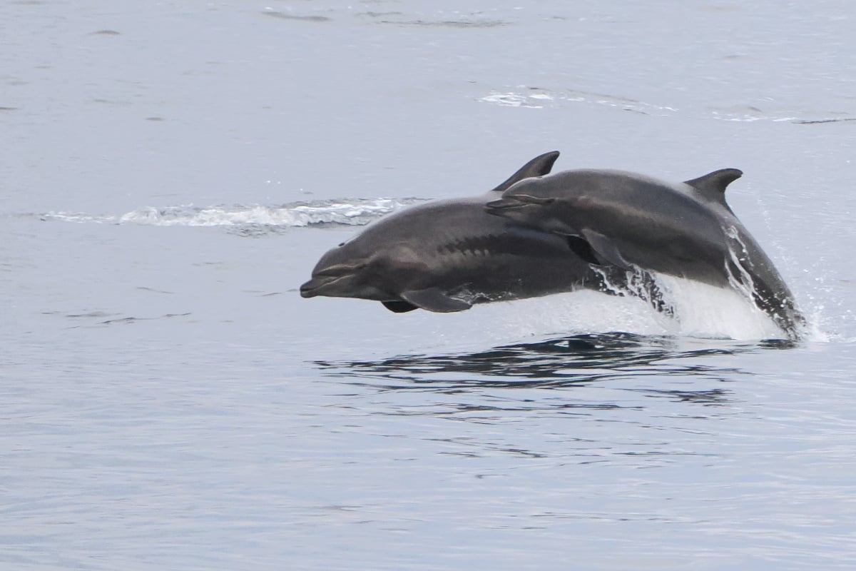 Two wild bottlenose dolphins breaching in unison over gray coastal water