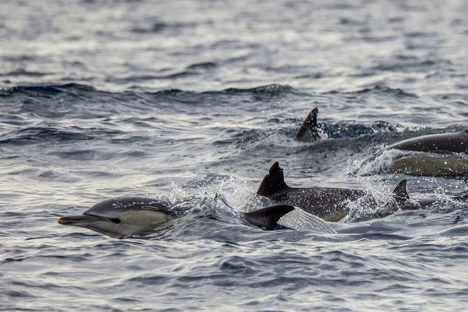 Small group of common dolphins surfacing in choppy water, pale hourglass flank patch visible