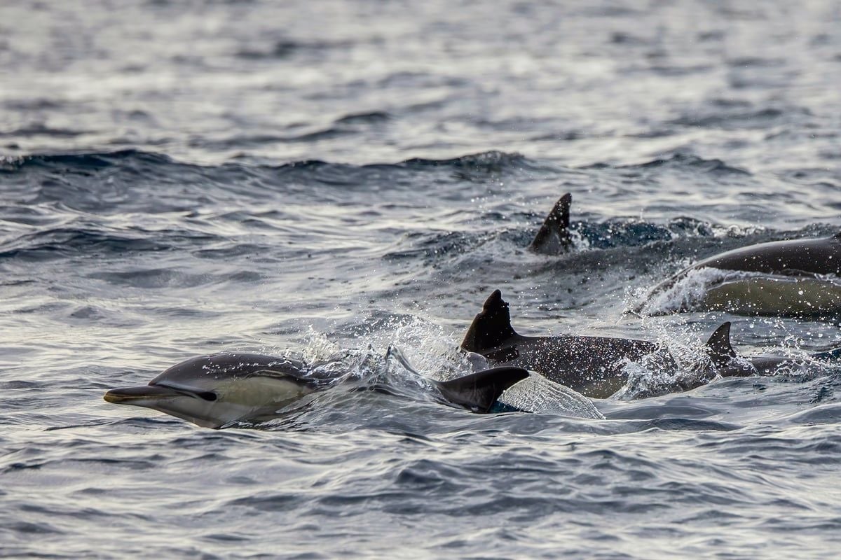 Small group of common dolphins surfacing in choppy water, pale hourglass flank patch visible