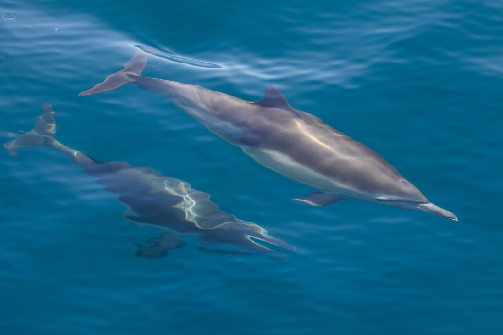 Common Dolphin (Delphinus delphis)