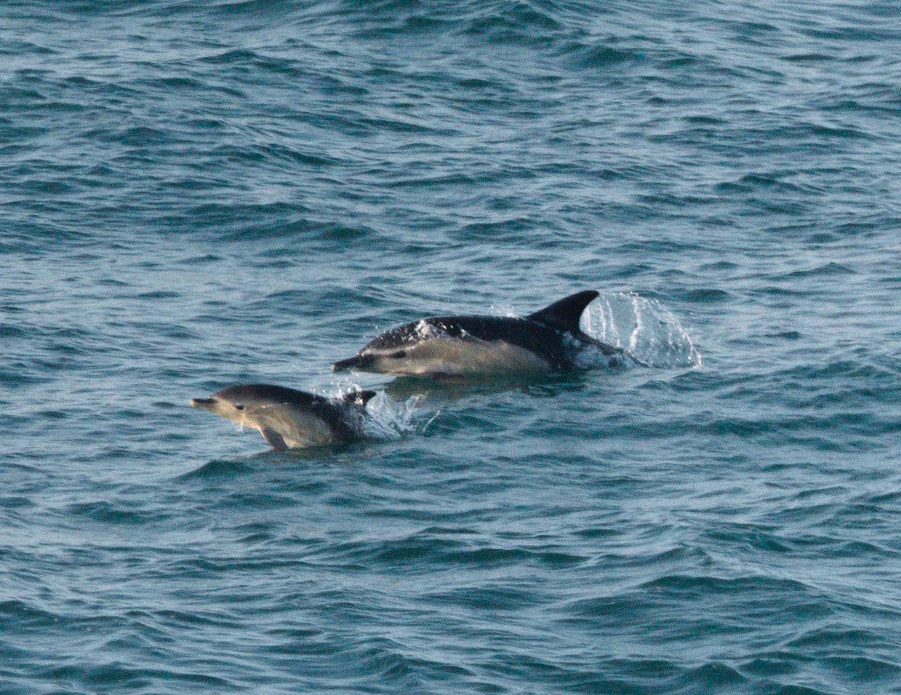 Common Dolphin (Delphinus delphis)