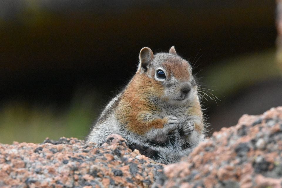 Common golden-mantled ground squirrel on a fallen log, showing its plain face and striped sides
