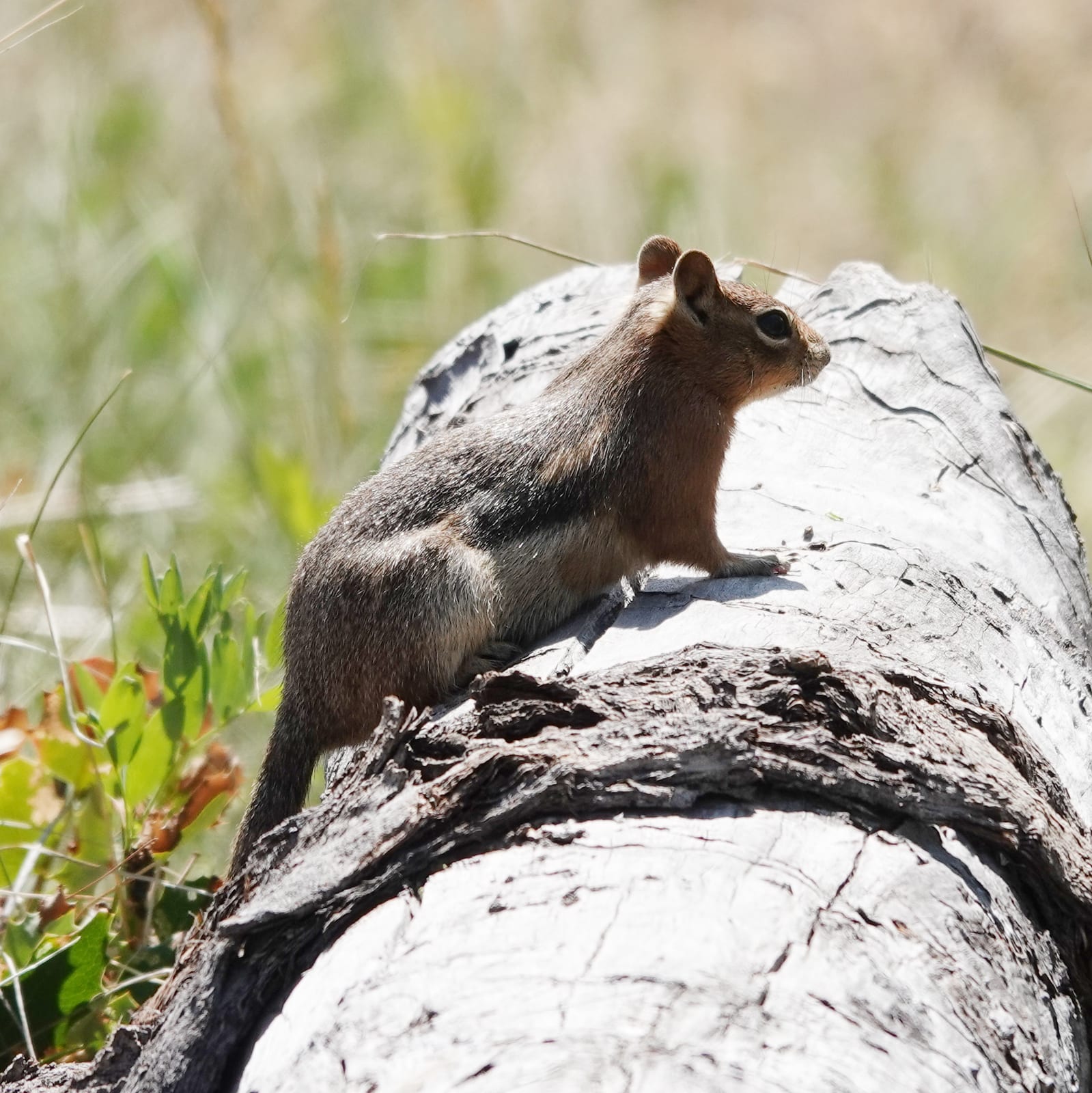 Common golden-mantled ground squirrel on a fallen log, showing its plain face and striped sides