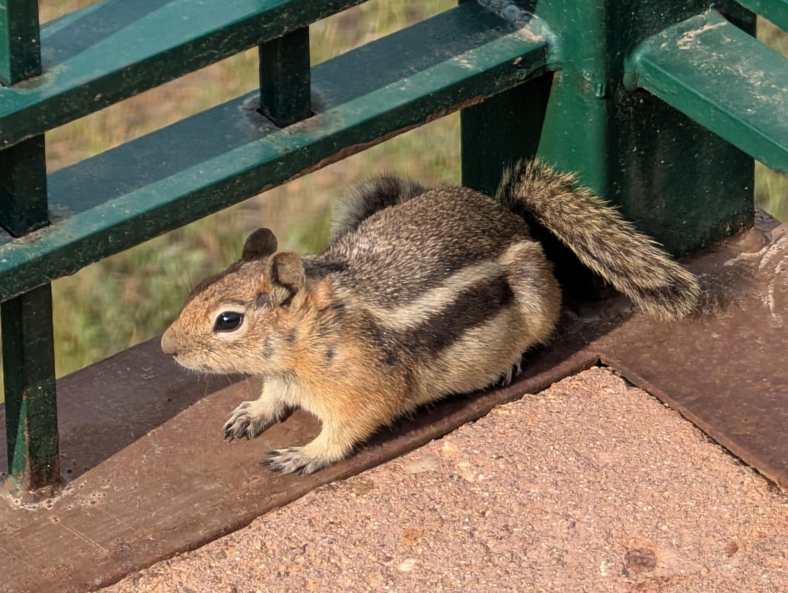Common golden-mantled ground squirrel perched on a wooden rail