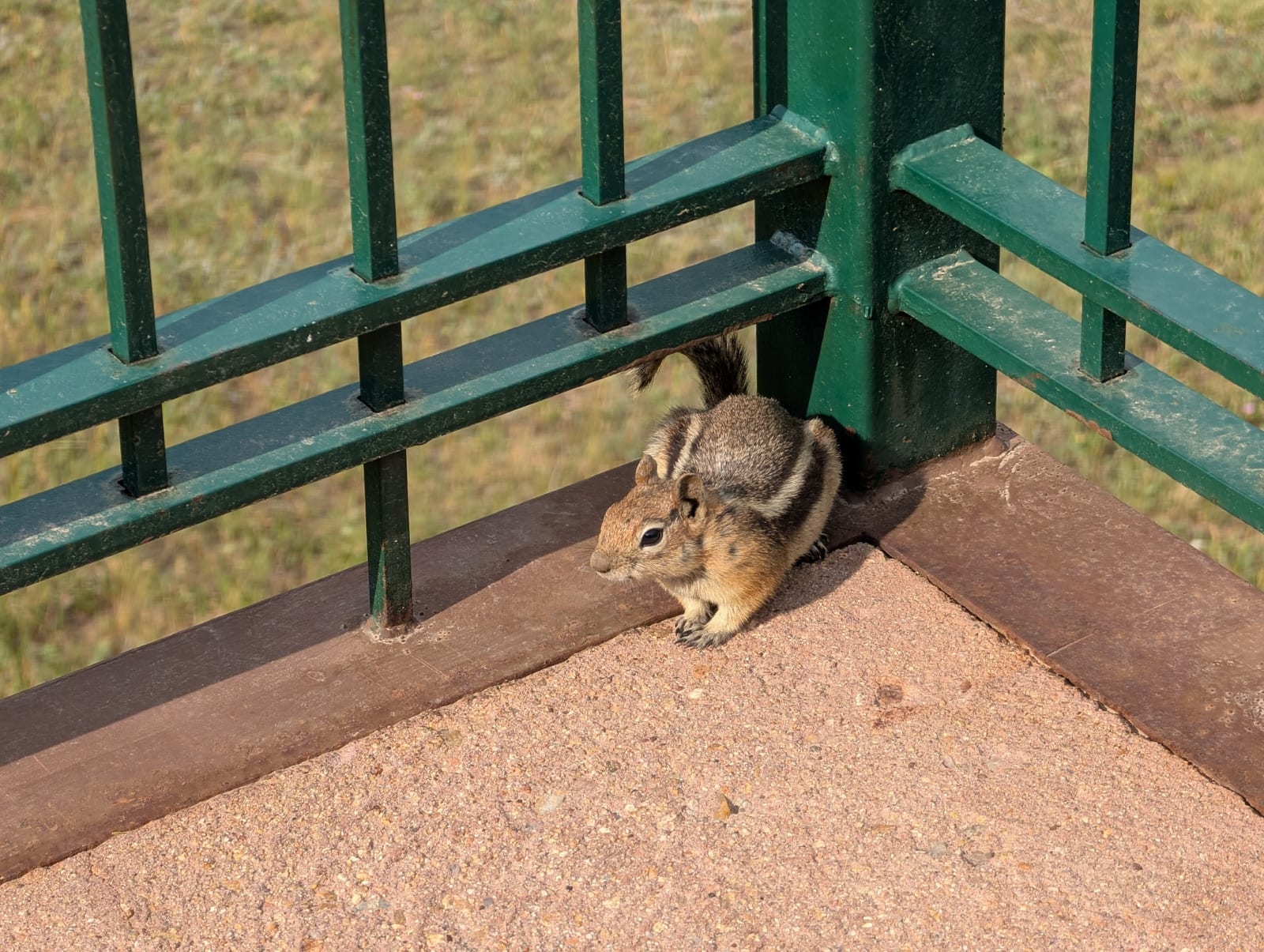 Golden-mantled ground squirrel sitting upright beside a trail railing