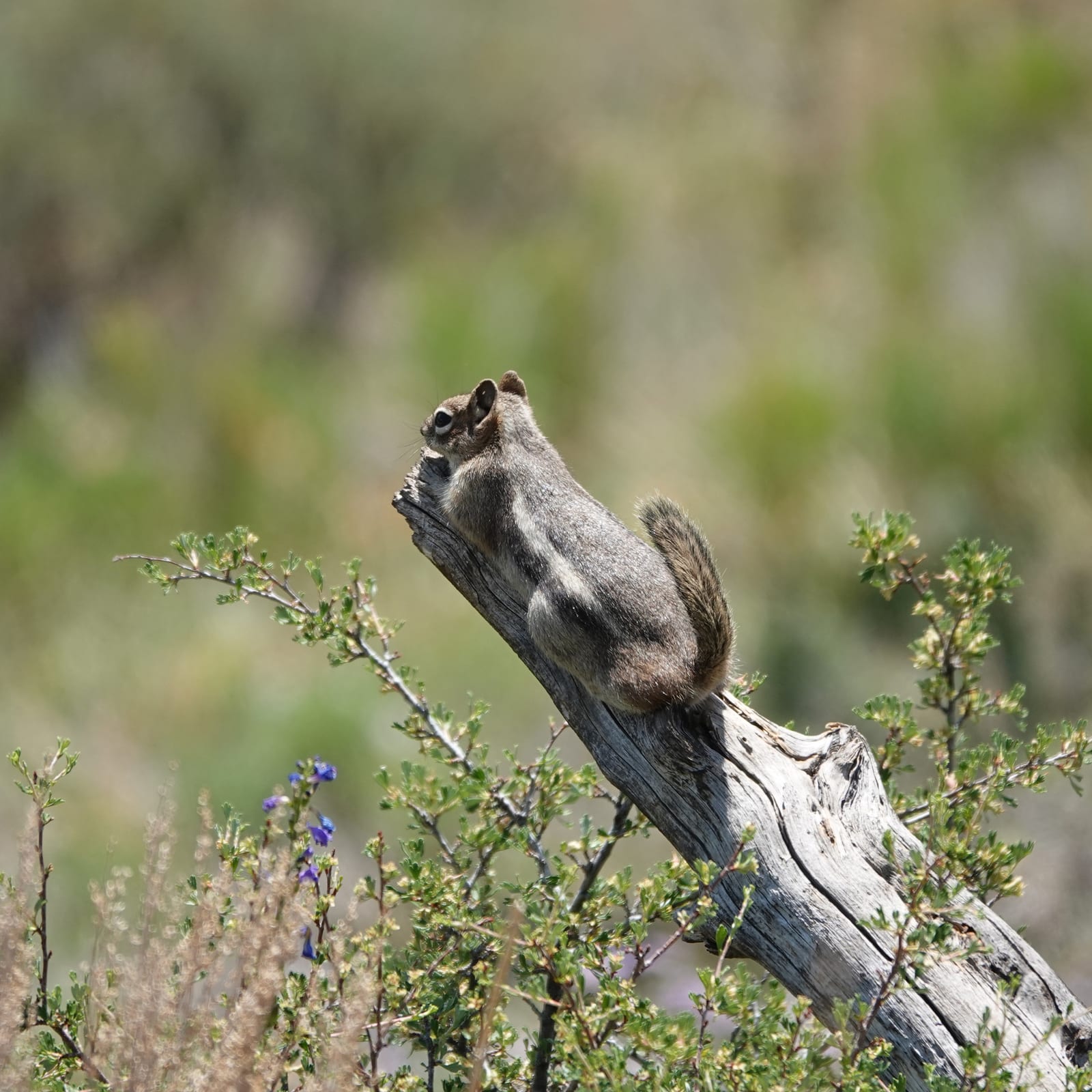 Common golden-mantled ground squirrel crossing a sunlit log