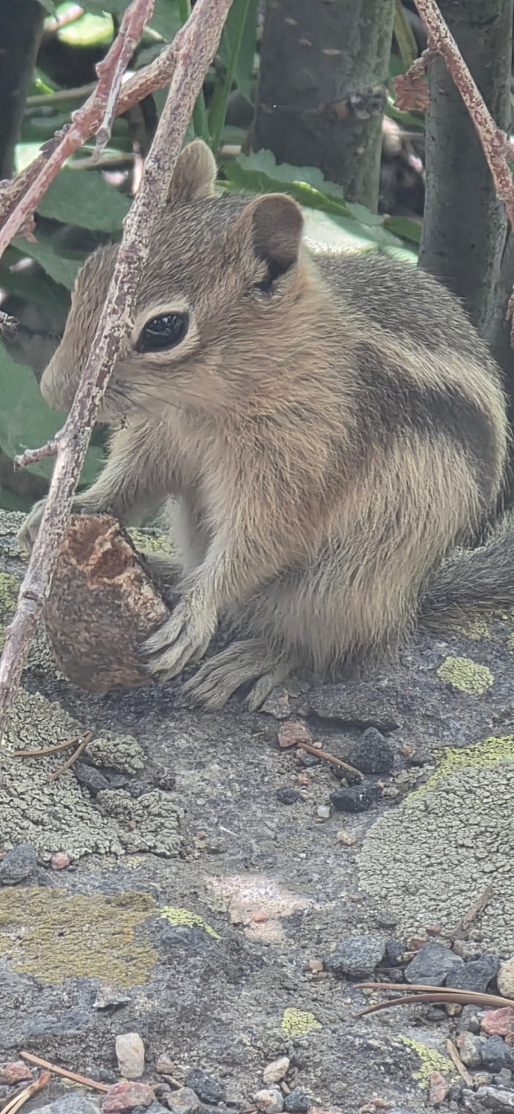Close view of a golden-mantled ground squirrel with no facial stripes