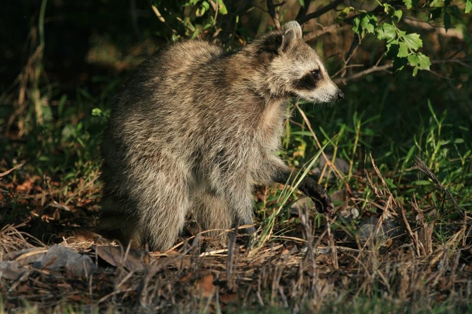 Common Raccoon in Hugh Taylor Birch State Park
