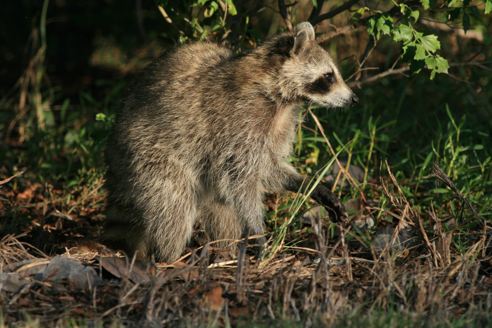 Common Raccoon in Hugh Taylor Birch State Park