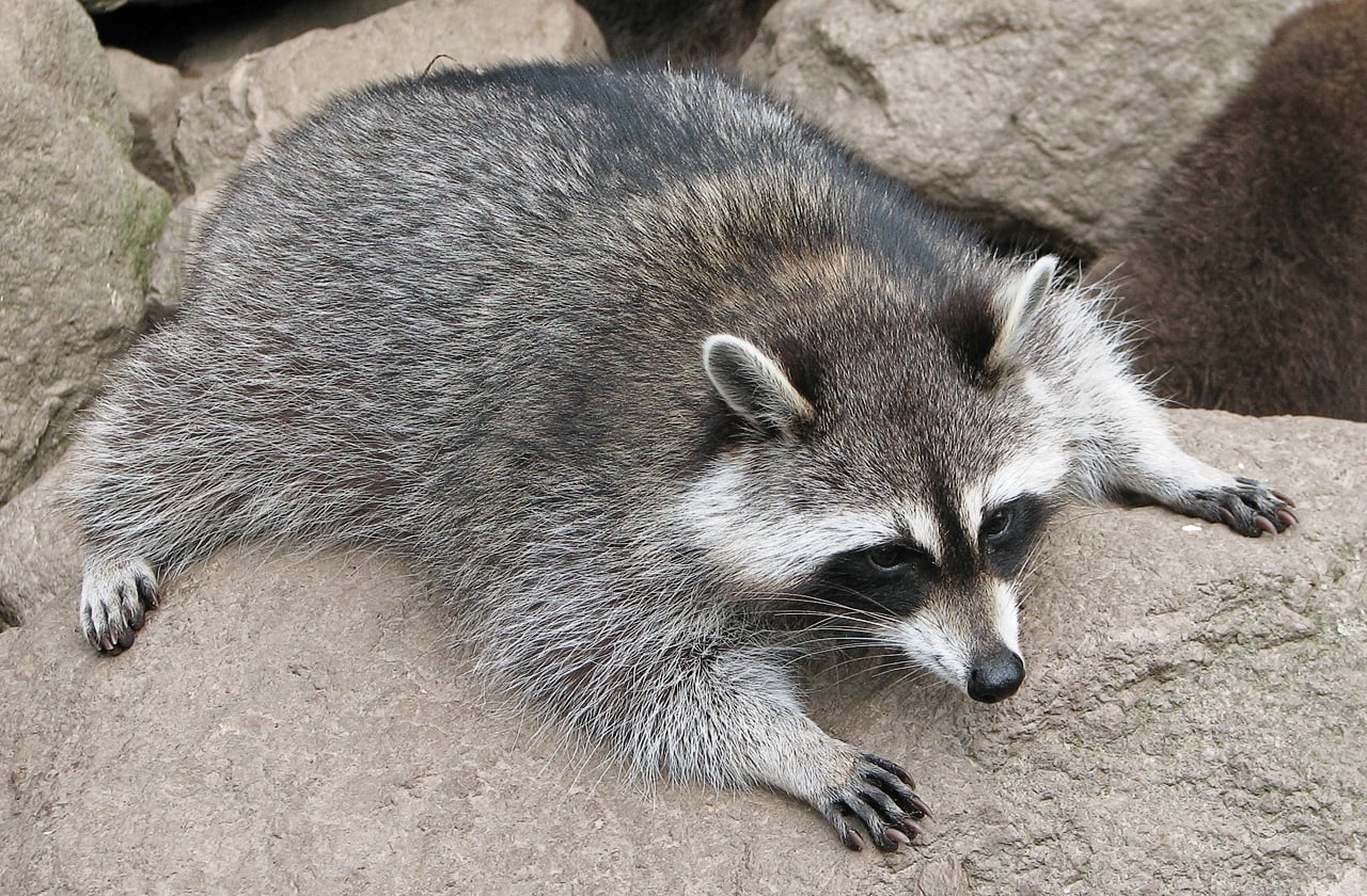 Raccoon (Procyon lotor) 3