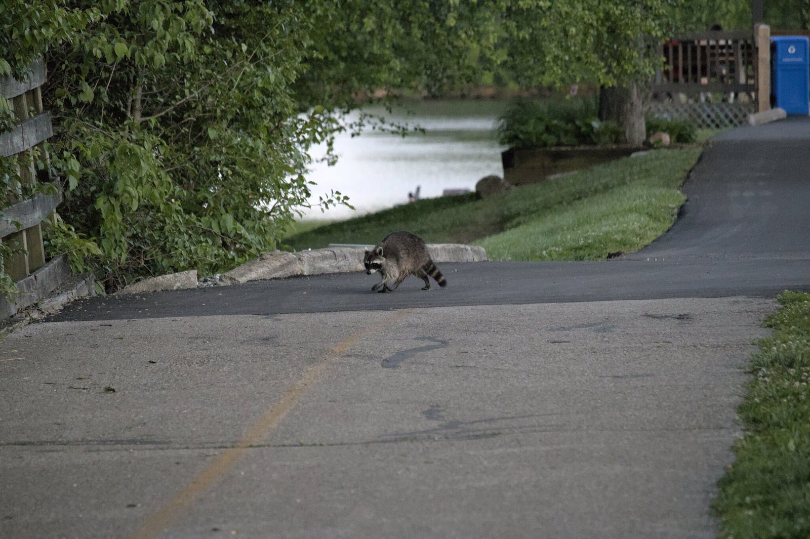 Common raccoon crossing a paved urban edge at dusk