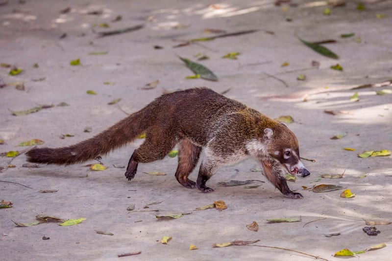 White-nosed Coati