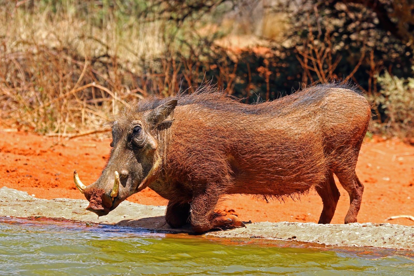 Southern warthog (Phacochoerus africanus sundevallii) male