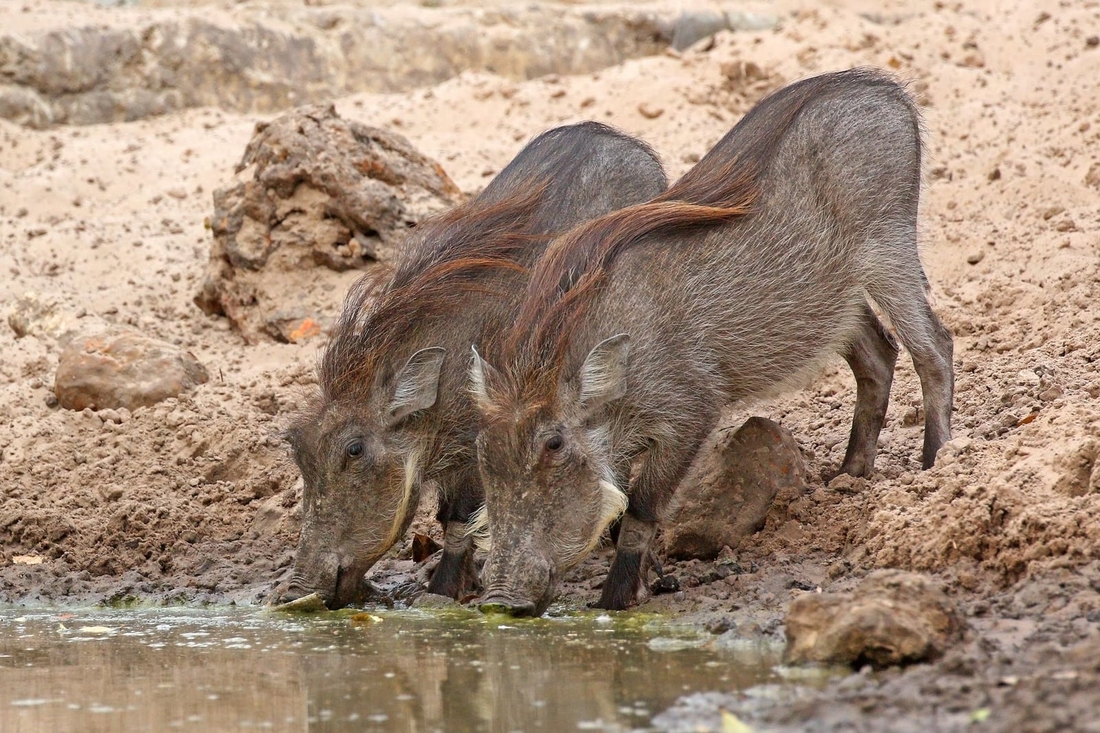 Nolan warthogs (Phacochoerus africanus africanus) juveniles drinking