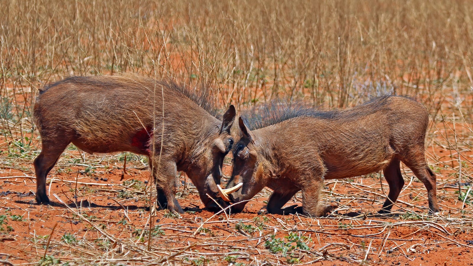 Warthogs (Phacochoerus africanus) young males eyeballing