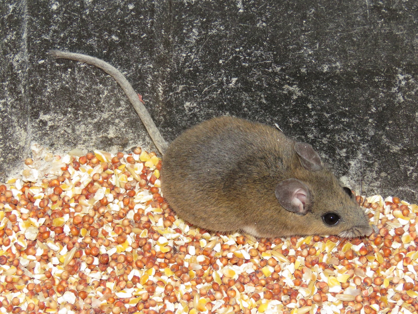 Cotton Mouse (Peromyscus gossypinus)