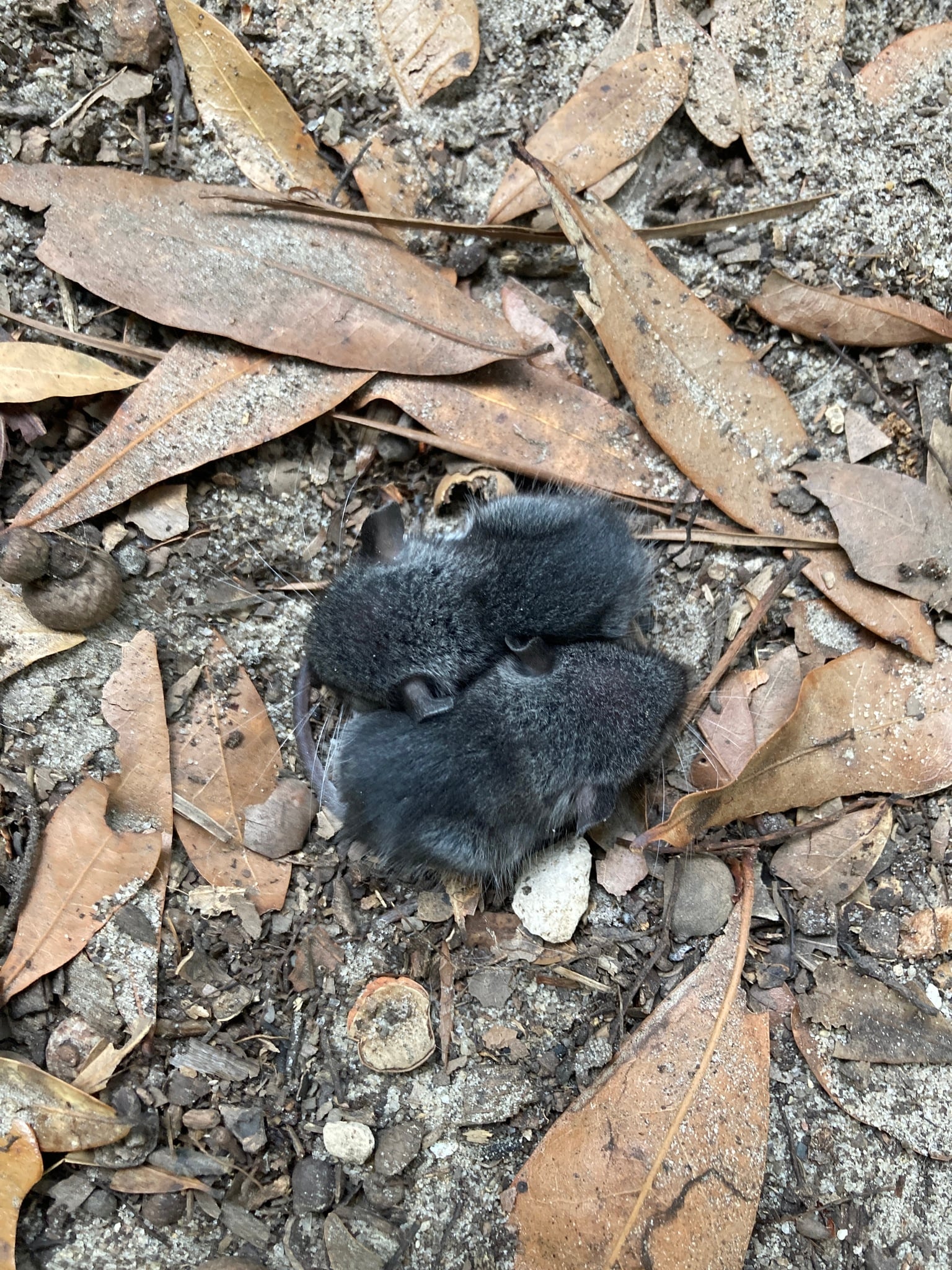 Cotton Mouse (Peromyscus gossypinus)