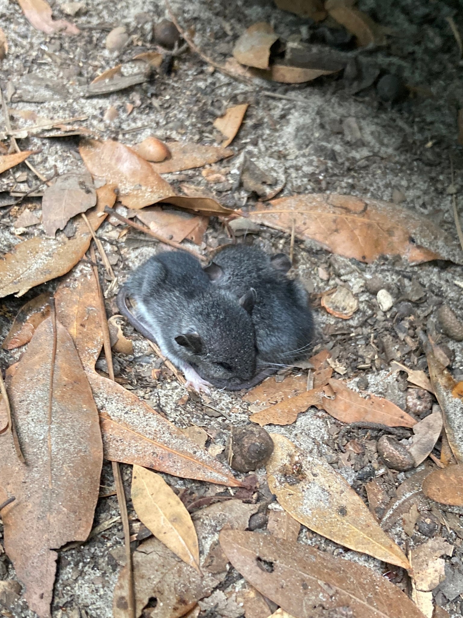 Cotton Mouse (Peromyscus gossypinus)